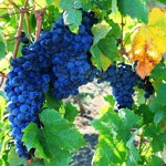 grapes_wine_maduria